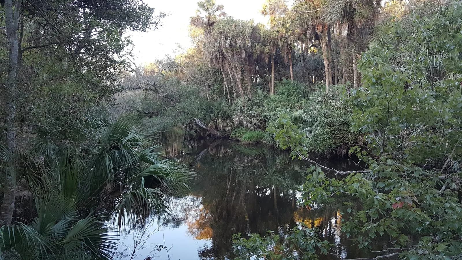 Water and green palms along Turkey Creek in Palm Bay